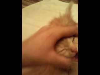 Тимоша осмотр 2