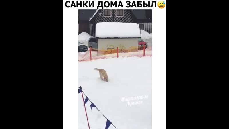 Забыл дома санки