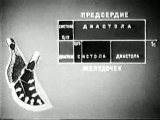 12 сердечный цикл