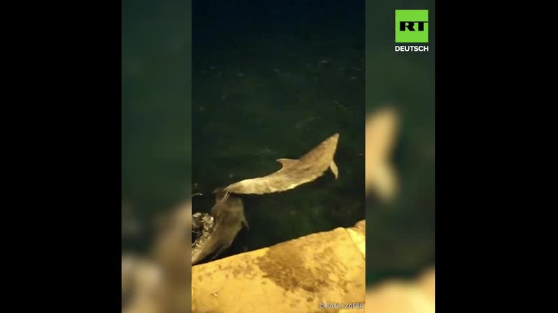 Seltene gäste an istanbuls ufern delfine