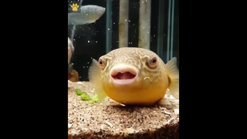 Иглобрюх кушает