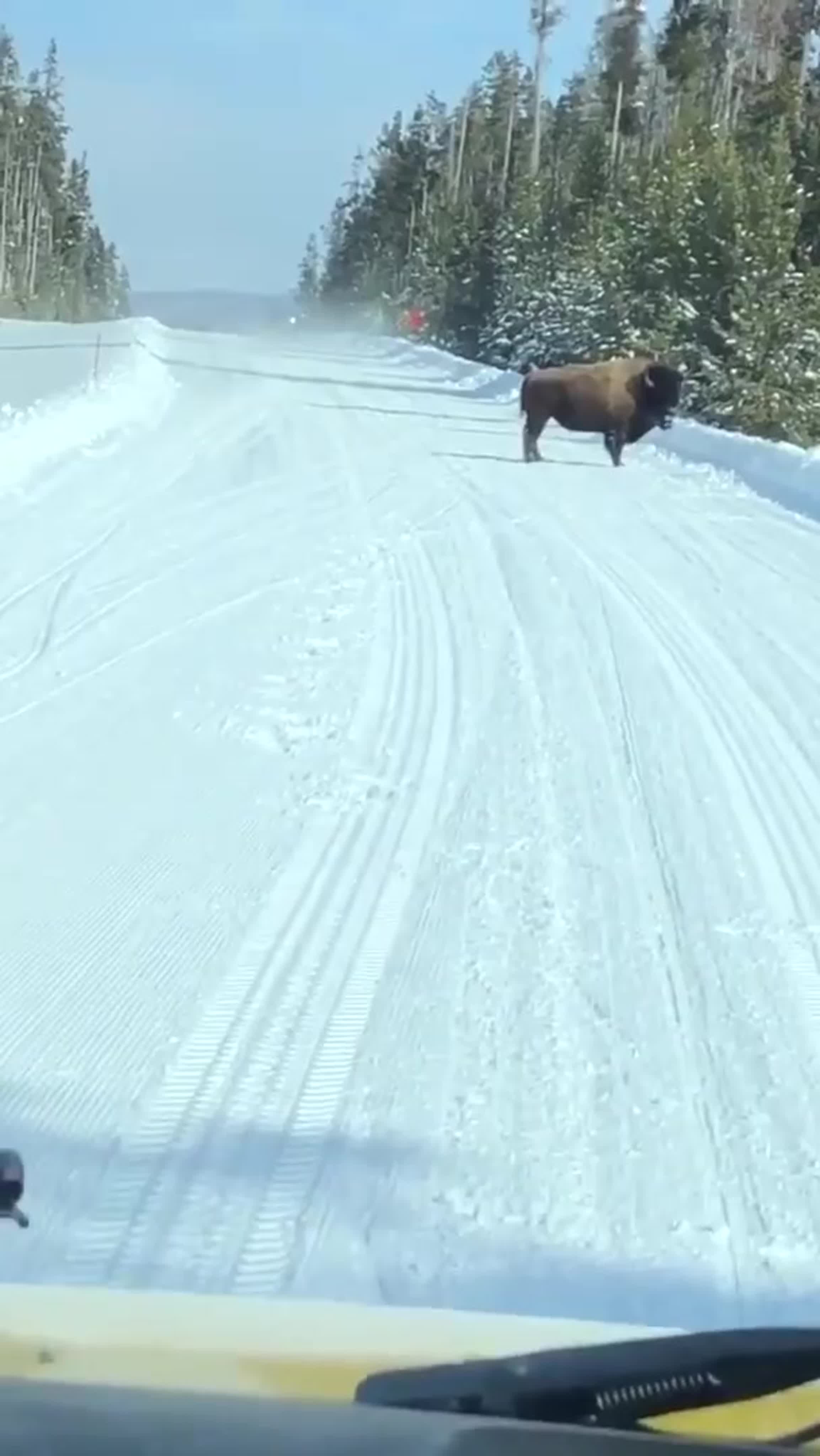 Bison