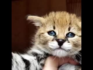 Very sweet kitten male savannah f1 75% wild porn serval🐆