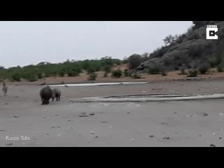 Rare black rhinos fight each other