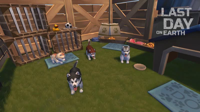 Puppy husky