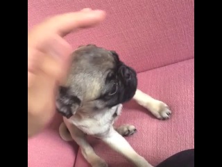nicholas megalis] pugs not drugs watch online