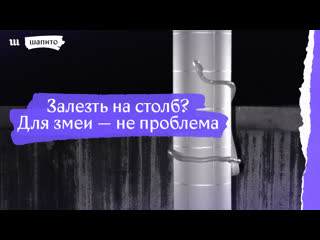 А а а а а!!! 😨 змеи научились залезать на столб