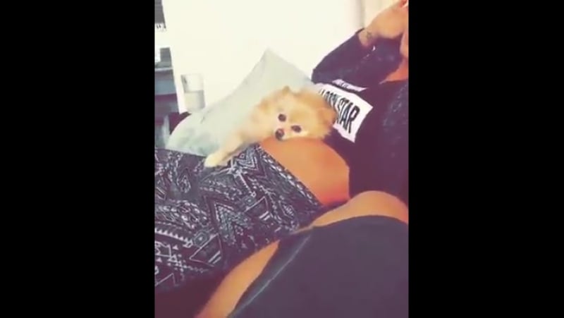 Grávida, cachorro e papai