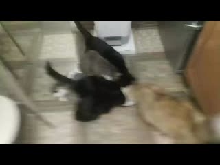 Vid 20201101 212628 mp4