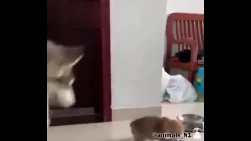 Эй, ты куда лезешь?!