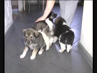 Пушистая рубрика неженка молли с щенками