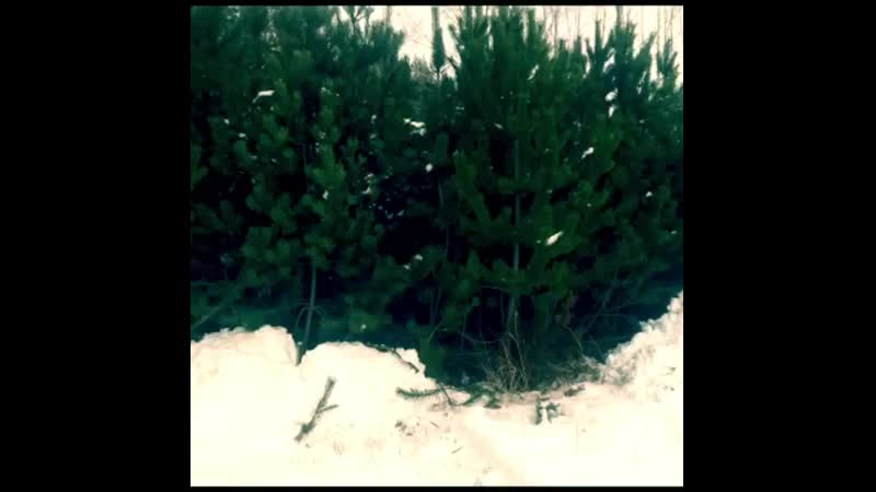 Оставим ёлочку в лесу!