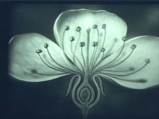 Научфильм биология фильм 2 двойное оплодотворение цветковых растений