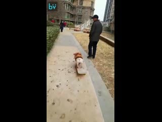 Пёс знатный скейтер