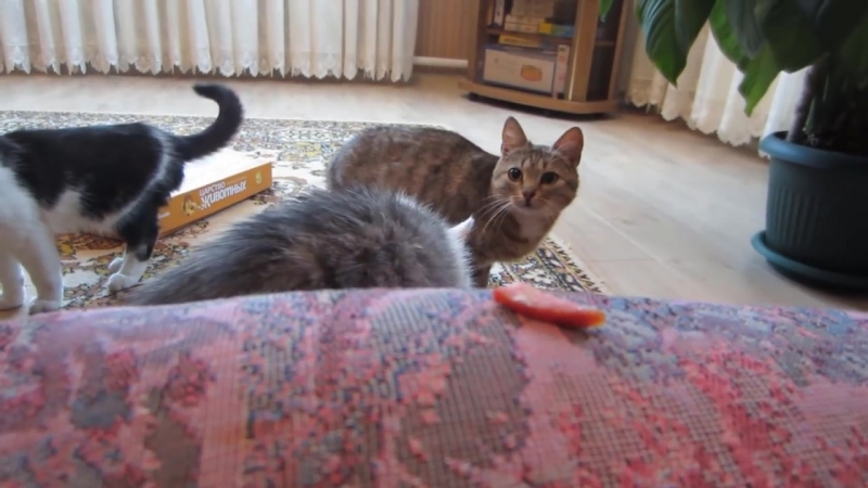 [а ну ка давай ка] кот малыш и кошка мурка челлендж найди колбаску + пол это лава челлендж the floor is lava challenge