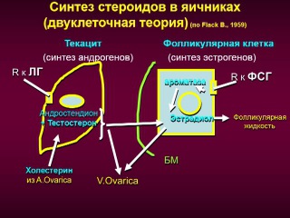 Женская половая система фолликулогенез овариальный цикл эндокринная функция регуляция