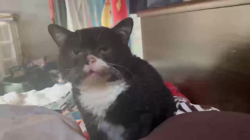 Японский кот необычно мяукает