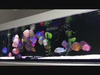 A new, gorgeous video of raymond webbers stunning stendker discus tank ♥