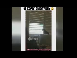 Упрямый кот