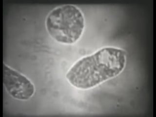 Научфильм биология фильм 9 двигательные реакции клеток