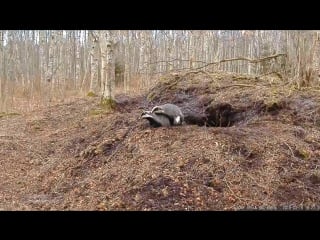 16+ европейский барсук 03 рекордное спаривание самца тыниса в 4 раза дольше бурого медведя с аляски!