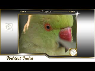 В дебрях индии 1 серия пустыня тар священные пески / wildest india e01 thar desert sacred sands