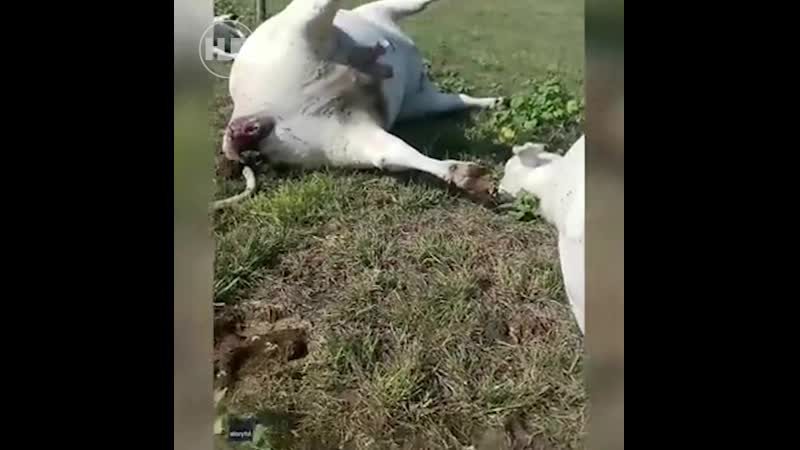 В техасе молнией молодые стадо коров