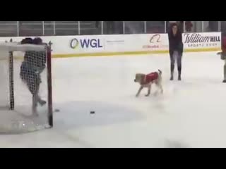 A lil' capitan playing with pucks to brighten your tuesday