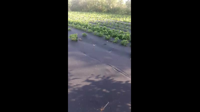 Наша плантация сладкой ягодки)