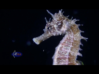 Морской конек hippocampus hippocampus long snouted seahorse