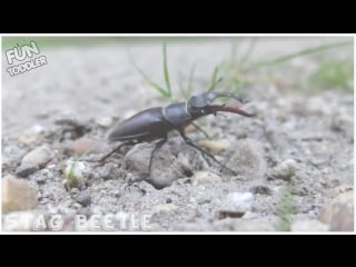 Insects bugs in real life education learning video