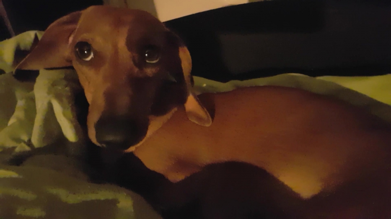 Наглый такс)))