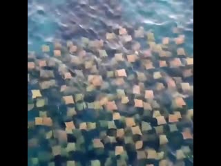 🔥 drone footage has captured a beautiful view of a school of stingrays swimming off the coast of australia 🔥