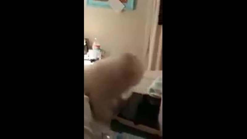 Умеете так чихать 🤣🤣🤣