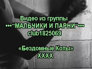 Alley cats / бездомные коты (ххх!!!)