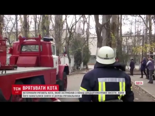 В одессе неудачное спасение кота сняли на видео