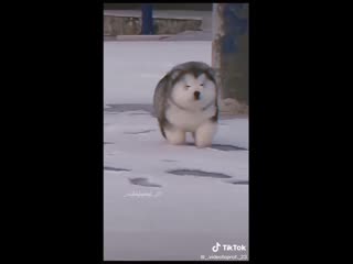 📱 🐾queen🐾 malamutes😍 edit dog fyp malamute puppy dogs @tiktok bot