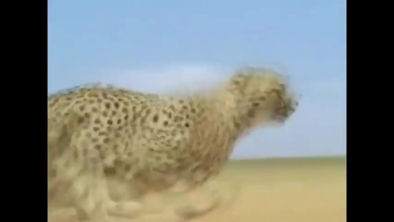 Гонщик нелегальный (vhs video)