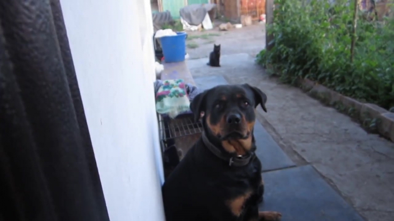 Попытка напугать ротвейлера