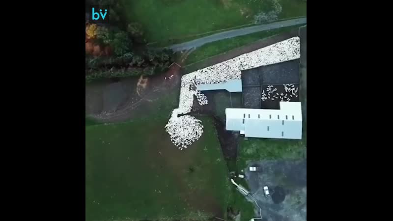 Дрон заснял, как молодые пастух загоняет стадо овец