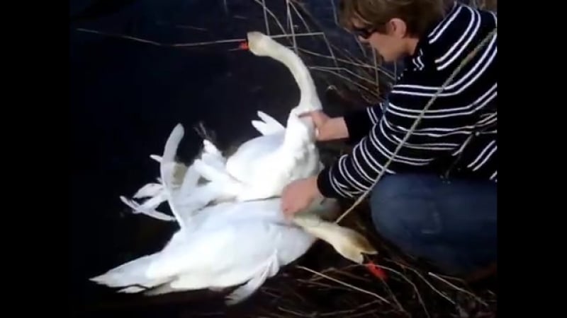 Как два лебедя запутались между собой