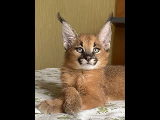 Caracal kitten male🥰😻