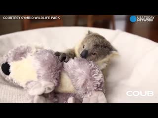 Baby koala