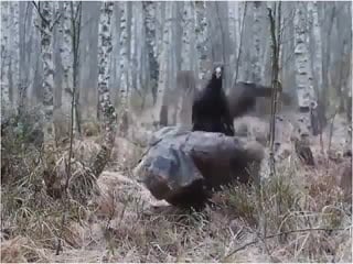 Отстань противный, я лося жду!