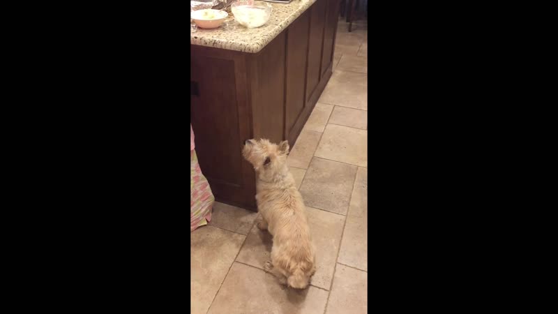 These porn video – We had to put down our 15+ dog today these were his last tippy taps as his mom made him his favorite food, cheesy mashed potato