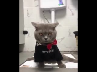 Приучили пушистика писать в туалет