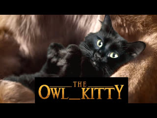 Owlkitty fiction a masterpiece from tentin quarantino