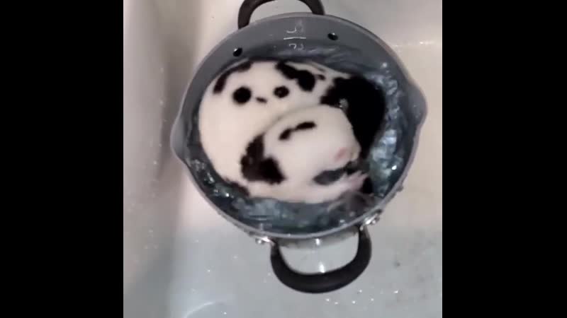 Хорек плавает )))