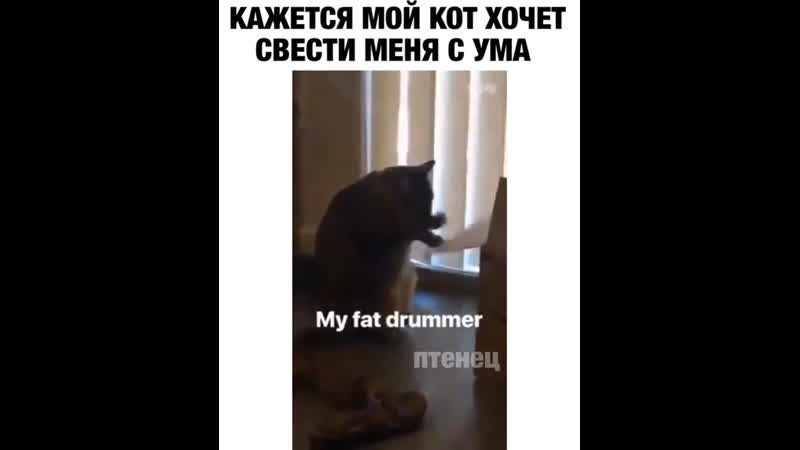 Кажется мой кот решил свести меня с ума