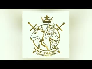 Bos taurus puppy german shepherd